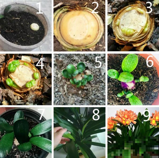 2种花枯死也别扔，砍一刀，分分钟爆10盆！
