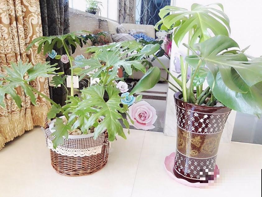 室内养盆稀有观叶植物，很快生长旺盛，蹭蹭长新叶！