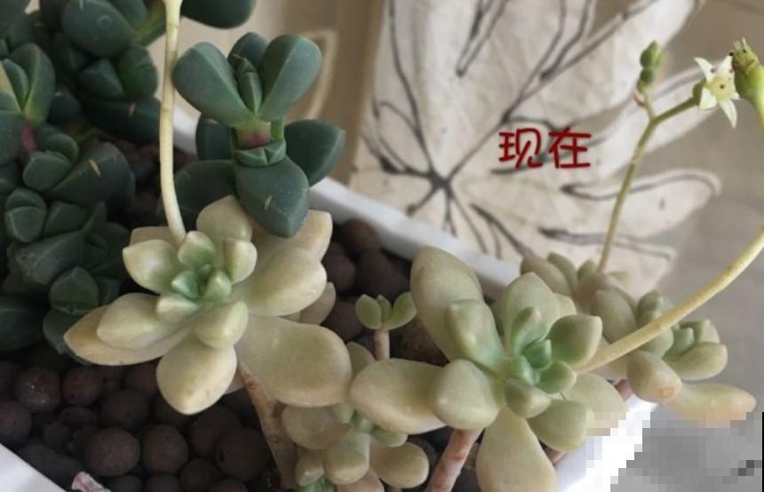 这4种多肉能开花，花色艳丽，开花还多！