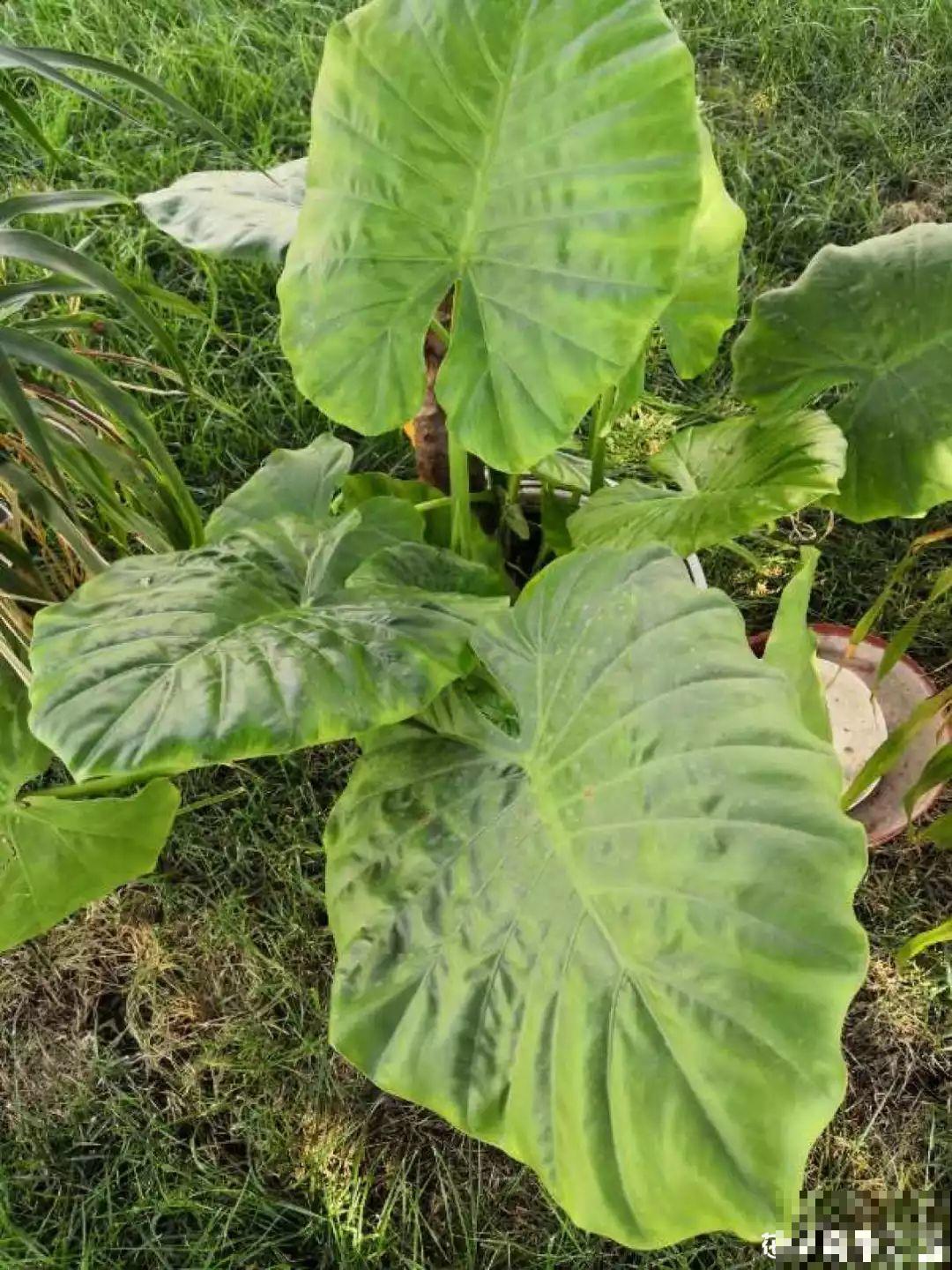 这花没开前像韭菜，忍住别割，一开花就美爆！