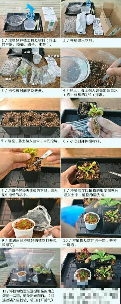 会吃虫子的植物，家里小孩都喜欢，养一盆干净又杀虫！