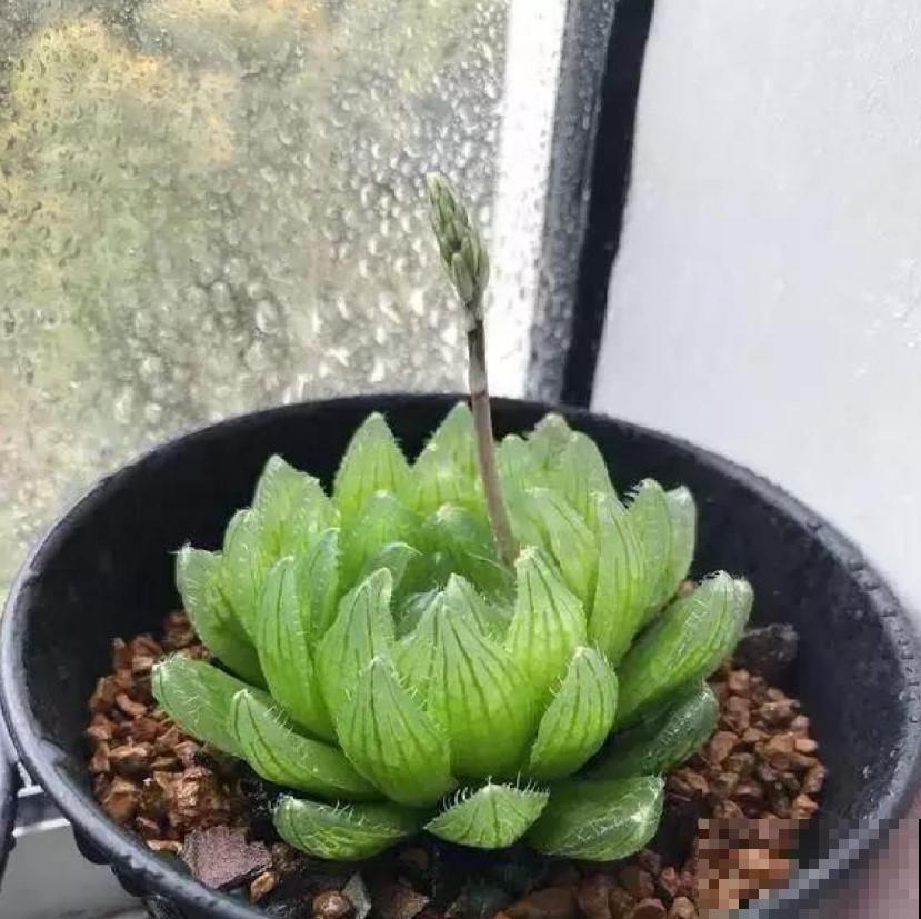 养玉露的小技巧，学一招，叶子透亮像小灯泡！