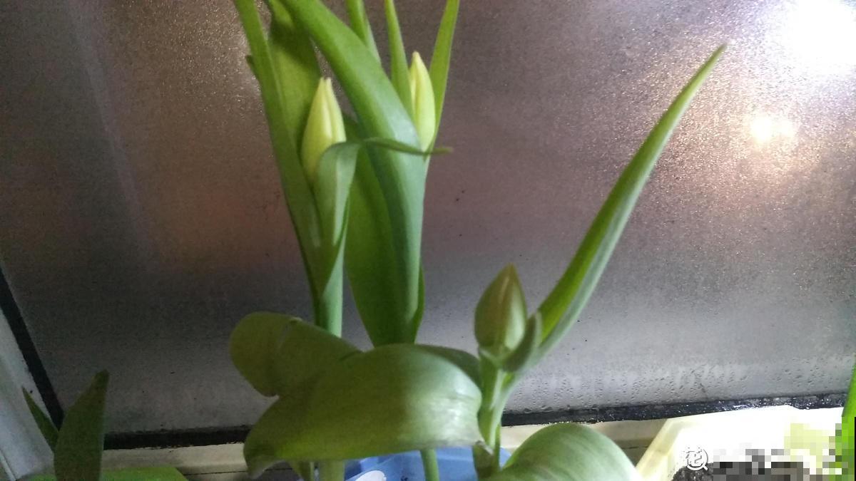 郁金香种之前，不做这一步，就等于白种！