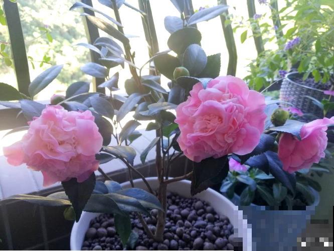 茶花迎来盛花期，16个最美品种，养一棵就足了！