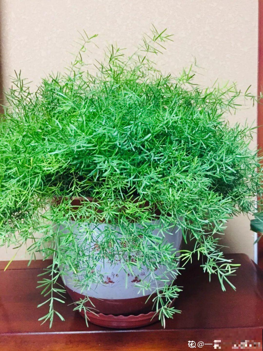 这花极像文竹，叶片翠绿，却比文竹好看好养多了！