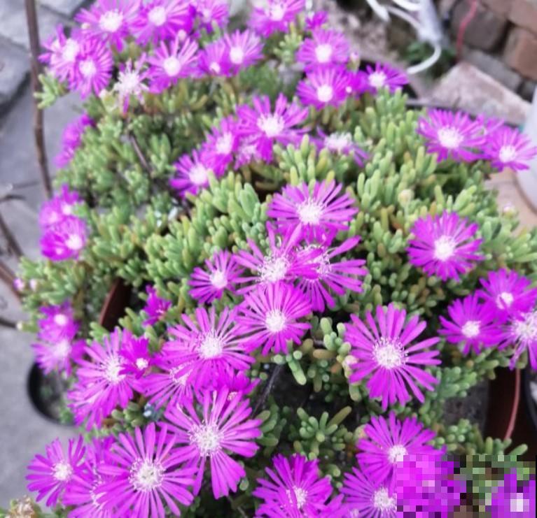 松叶菊虽好养，注意这几点，生长爆盆没问题！