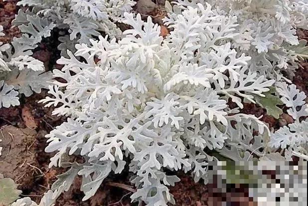 这4种带“雪”的花，现在种刚刚好，赏叶观花两不误！