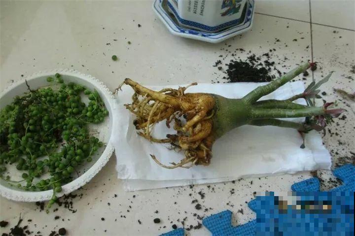 这4种花，把根拎出来养一年，身价立马翻倍涨！
