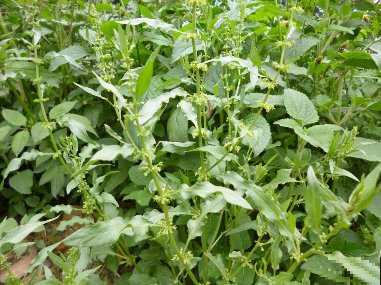 这种野生菠菜长得到处是，原来还有这大作用，再也不当杂草拔掉了