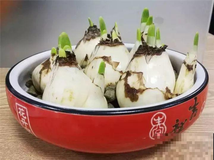 水仙盆里加点它，叶子粗壮不徒长，一个月后就能开花！