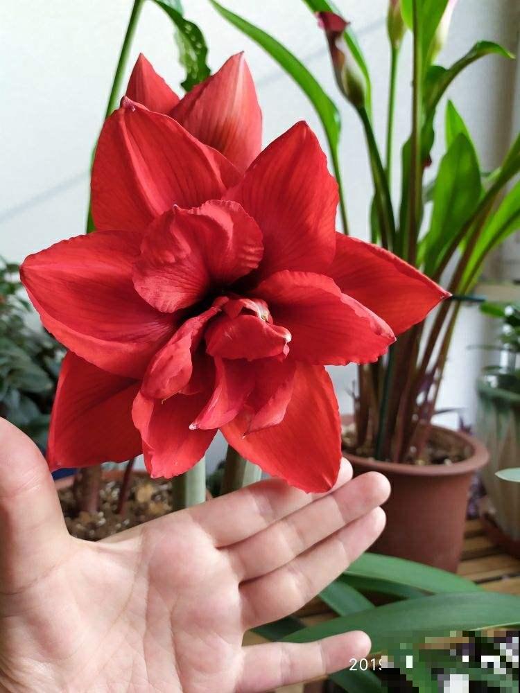 冬天最香艳的花就属它，开一朵堪比俩巴掌大，花纹美得像艺术品！