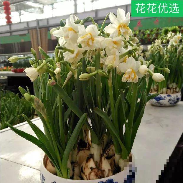 冬天家里没生机，选上这几种花，春意盎然！