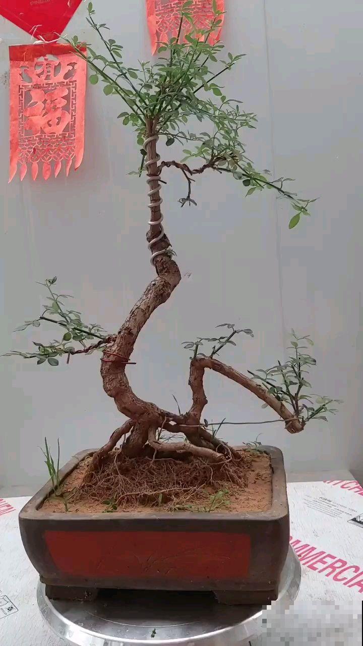 路边都是这植物，挖回家凹造型就变盆景，冬天还能开出金黄花海