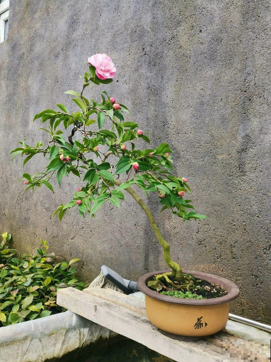 这6种花现在养，一个月后就开花，红红火火过新年！