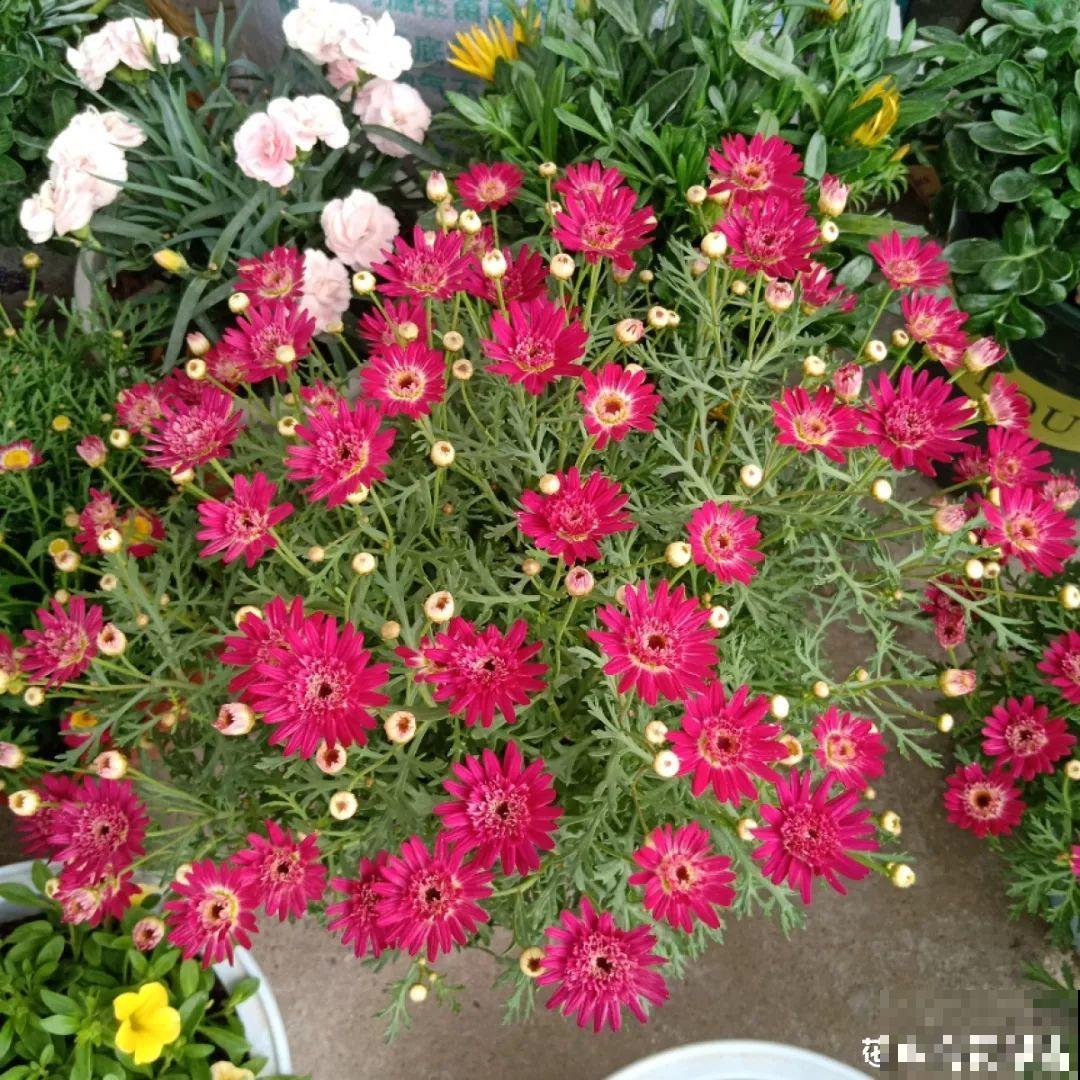 冬天修剪分“轻重”，有的花剪狠了，小心再也不开花！