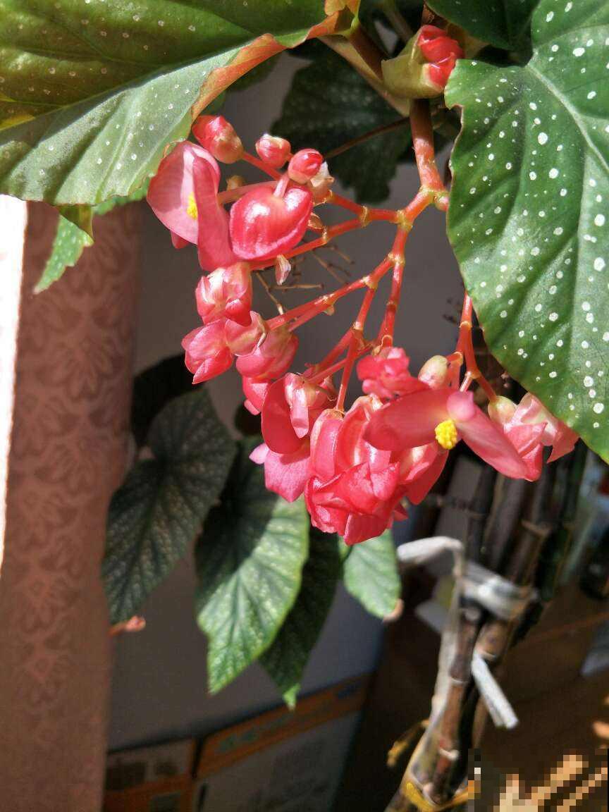 这花真耐旱，喷喷水就能活，一串花能开30朵