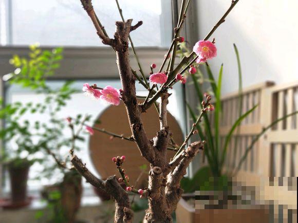 人养花，花也养人，越养你的气质就越好！