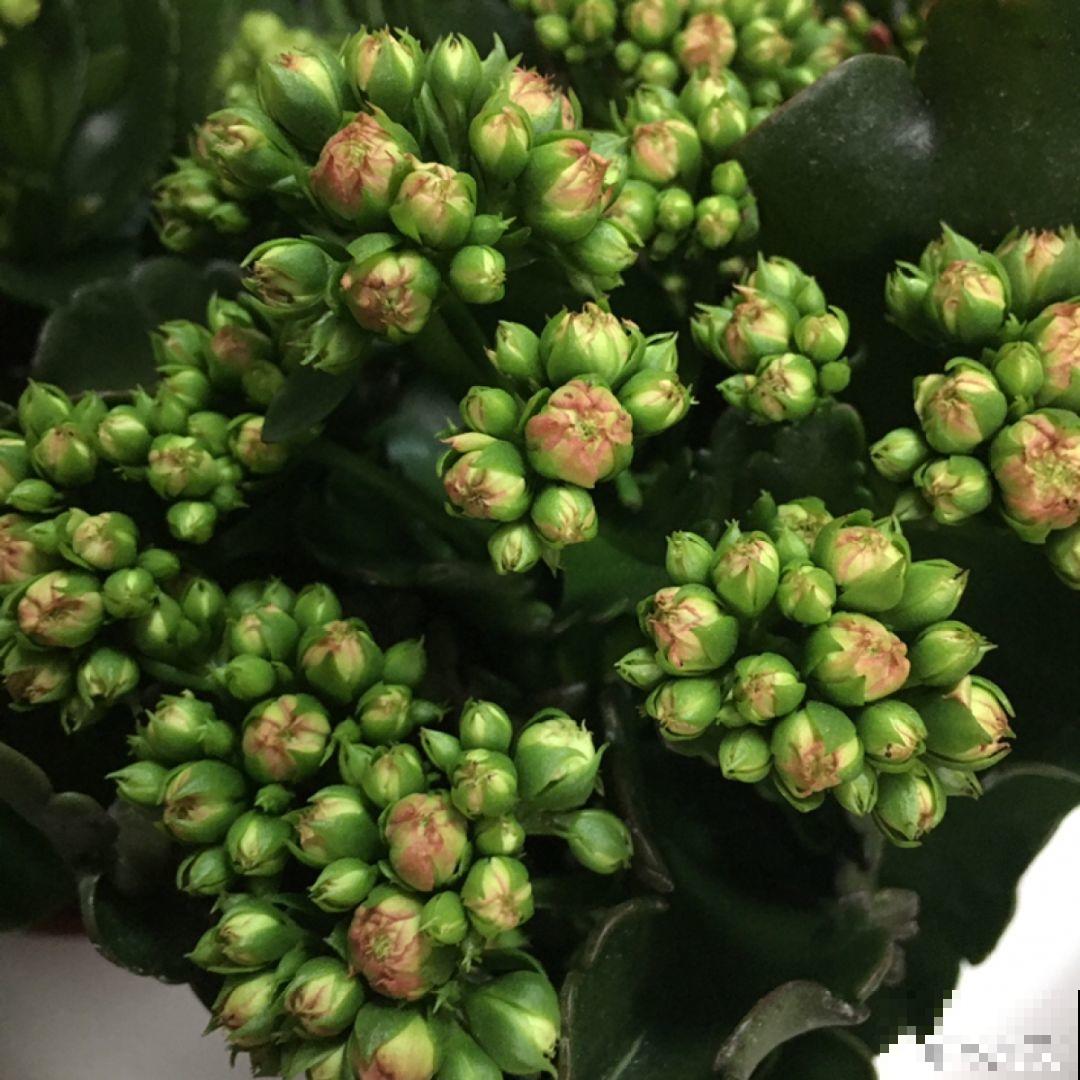 这6种花开败了？抓紧剪两刀，还能再开两三茬！