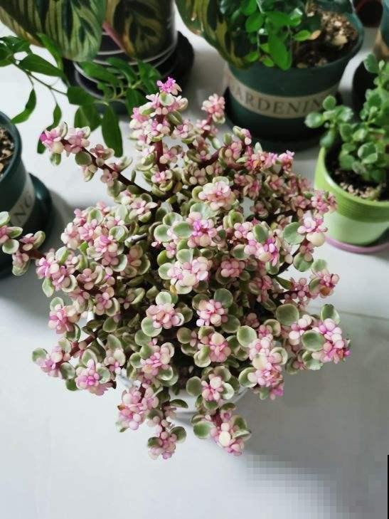 养这花要注意，冬天少浇水，叶子肉嘟嘟很健硕！