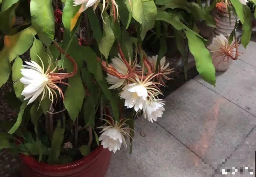 这8种花，其实都是多肉，旱着养才能长爆盆！