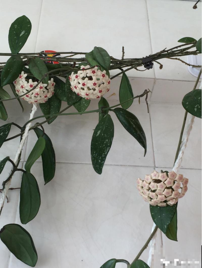 这花比绿萝还耐阴，一年垂下2米长，开花满屋子飘香！