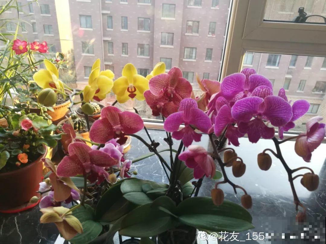 他家的蟹爪兰，一到冬天开成大花树，到底喂了啥好东西！