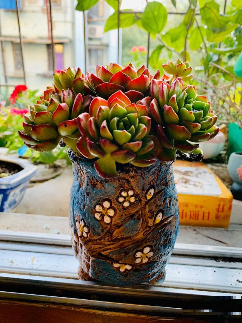 多肉不腐不软，一冬长大三四倍，原来是这么养出来的！