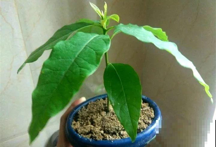 5块钱的水果埋土里，半年养成守家树，邻居都想花钱买！