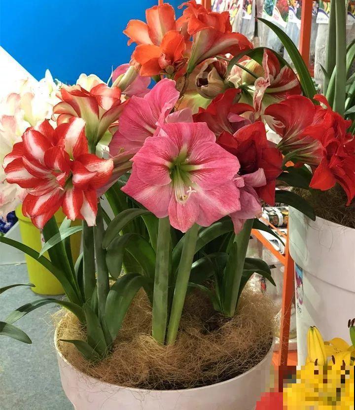 一张废纸捂一捂，大白根冒出来，养花太省心！