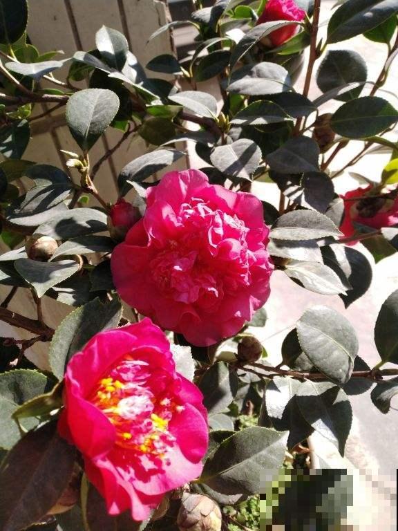 秋冬养这花，就得冻一冻，花开得的更旺盛