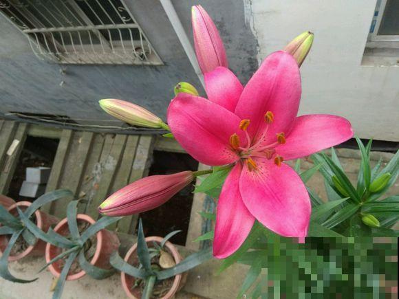姐姐家的百合花，个个都是新品种，年年开花满院香！