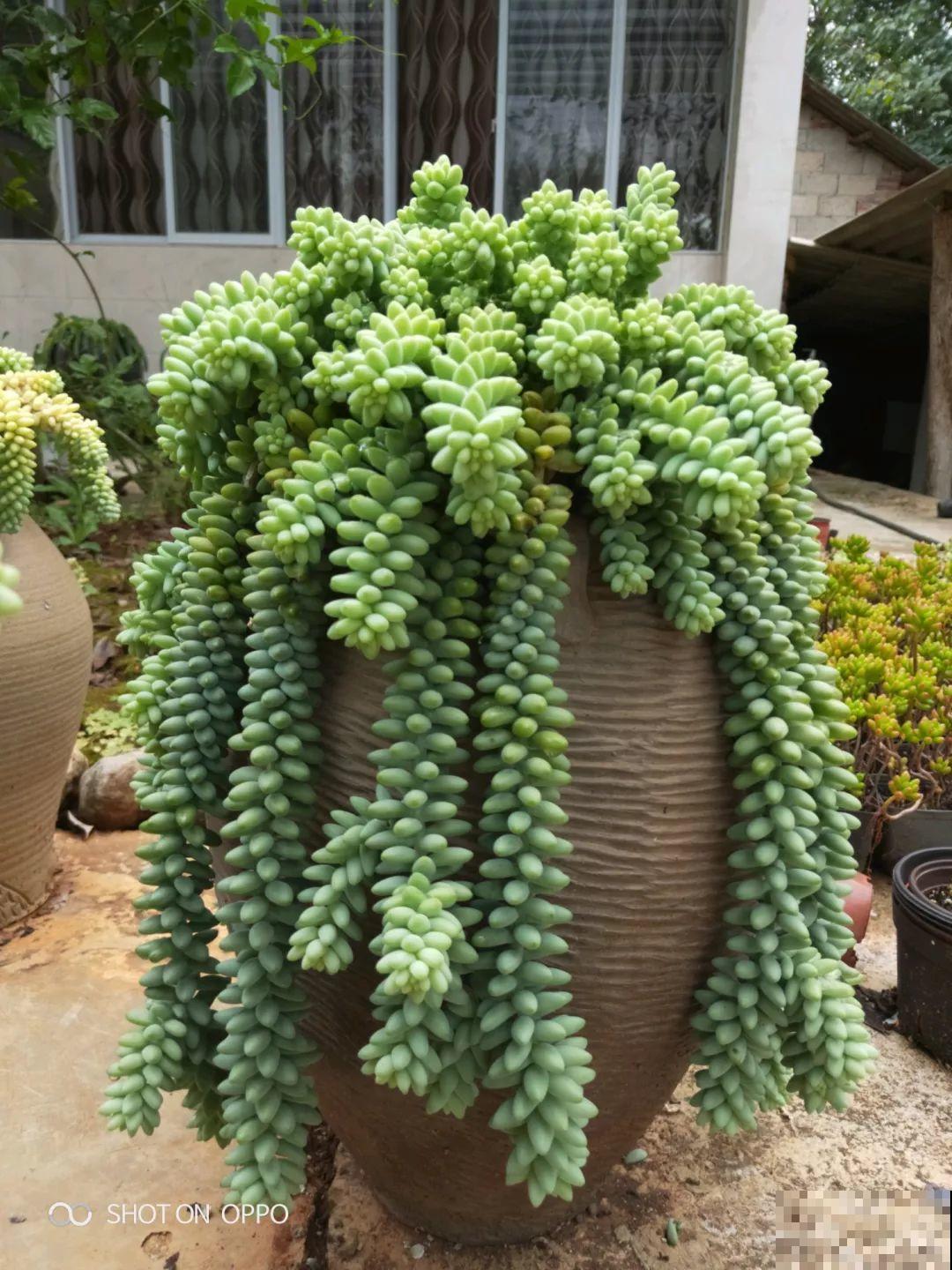 这花3年都没换盆，稍微搬一下，撒的满地都是！