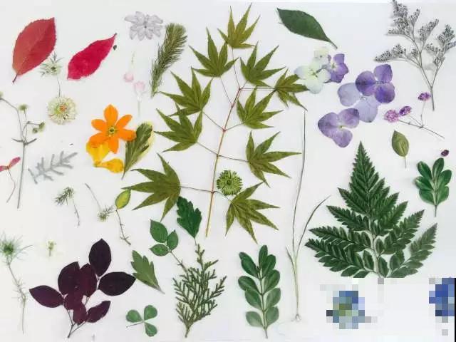 花瓣叶子摘下来，烘干后压一压，就能变成画！