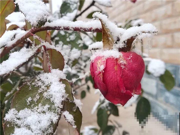 大雪天，只有这花还在继续开，真不是一般的抗冻！