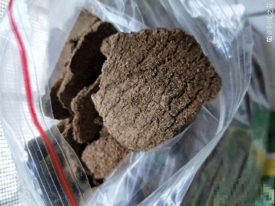 君子兰花后别乱剪，剪错了烂叶烂心，再也不开花！