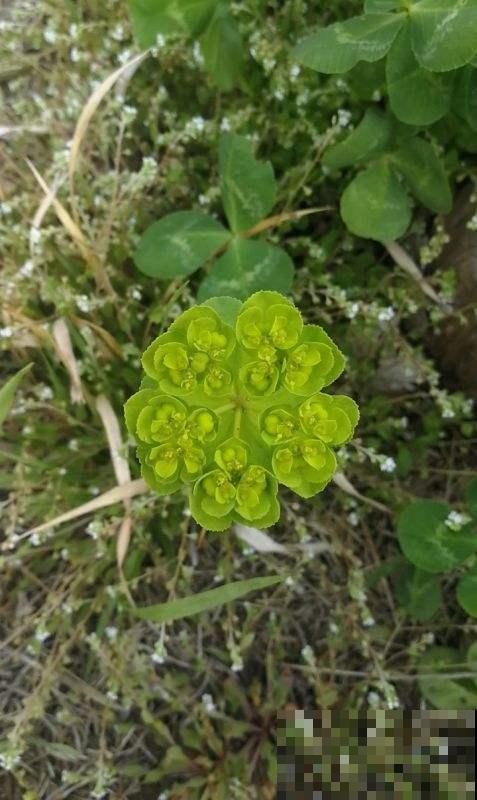 野外看见这野草千万别随便碰，否则皮肤疼痛难忍，可别怪没人提醒