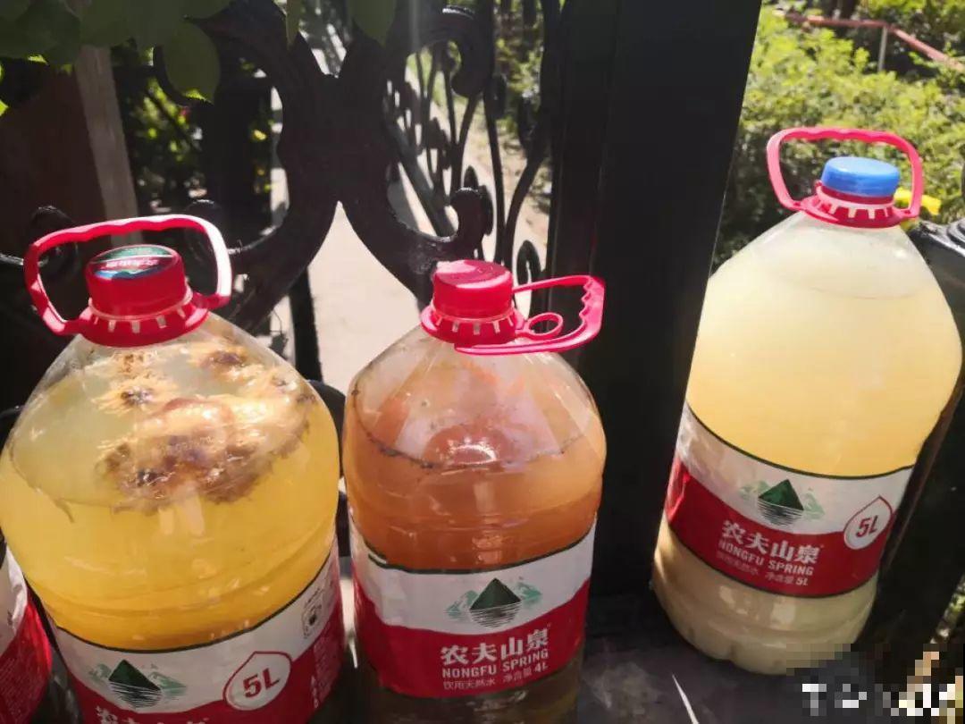 淘米水里加上它，没有异味肥效翻倍，给花用点叶子绿油油！