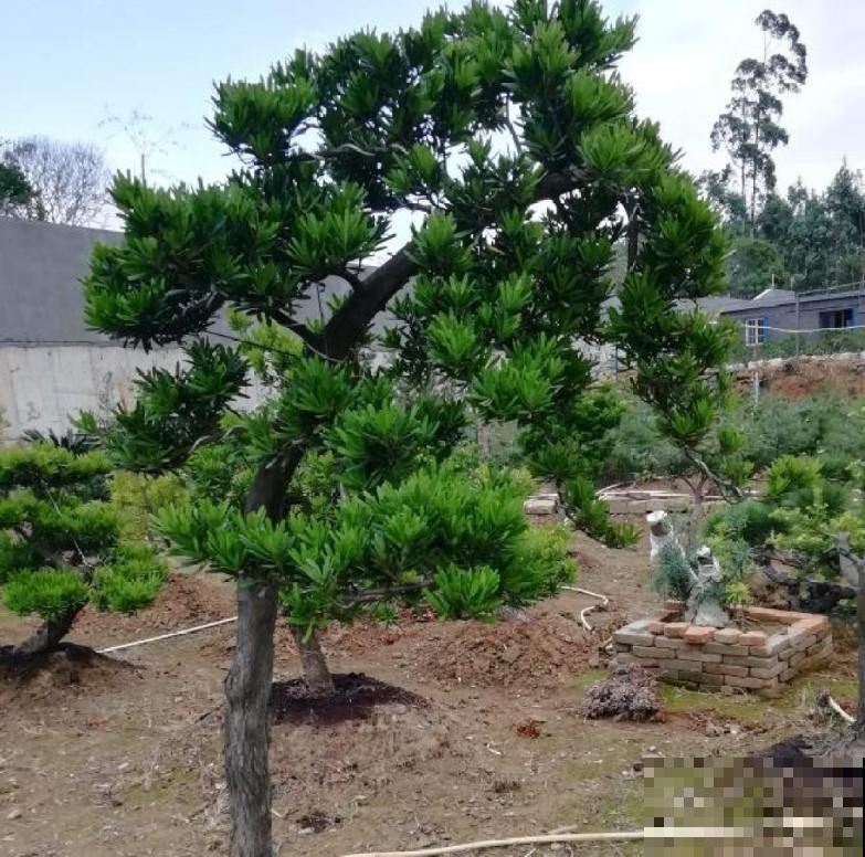 盆景松树，圣诞就能够用上，省去市场上看了！