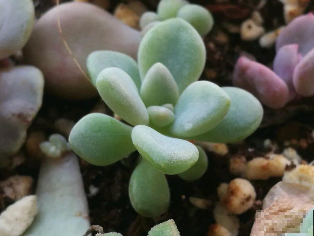多肉扦插有技巧，这个季节一定选这几种，开春能养好送邻居！