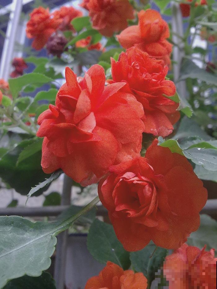 非洲凤仙花，比月季好看又好养，一年四季开花不断！