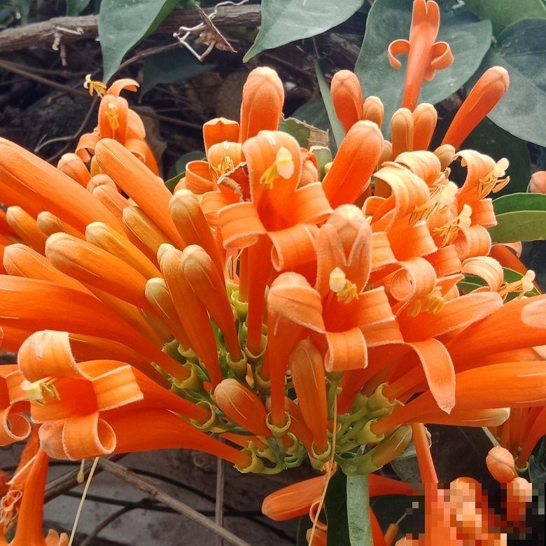这花就得现在养，温度越低长得越旺，再晚就不开花了