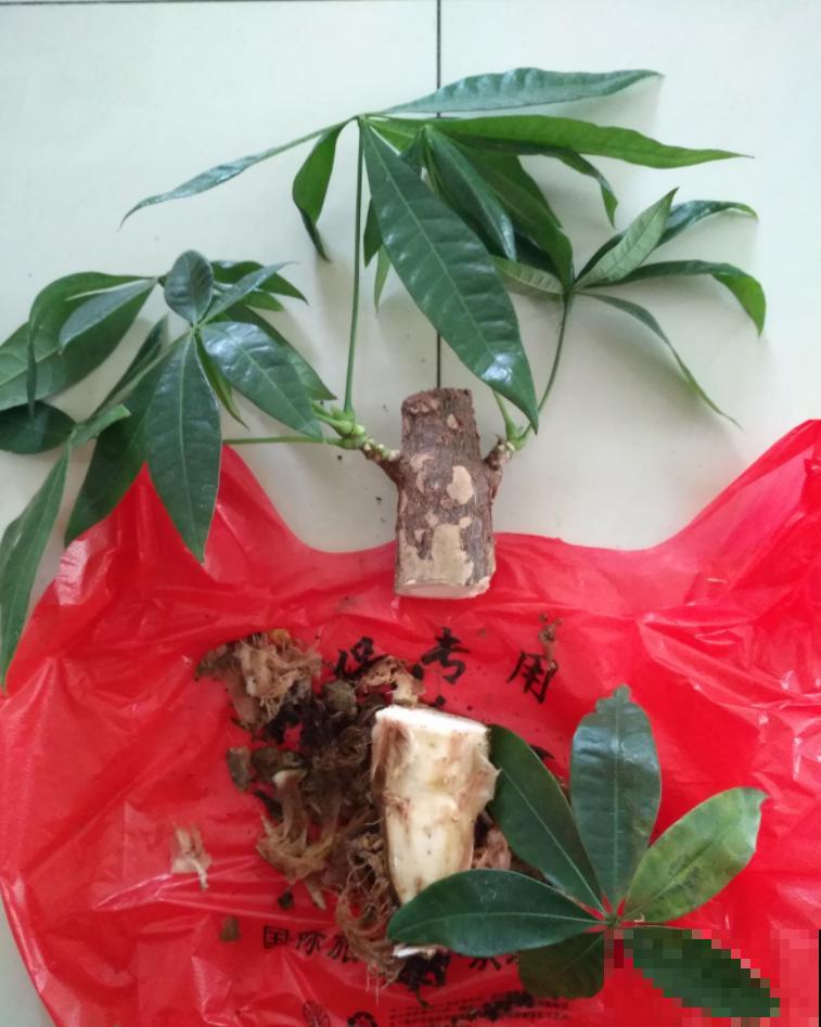 这么贵的花，老板都扔地上不要，赶紧捡回家！