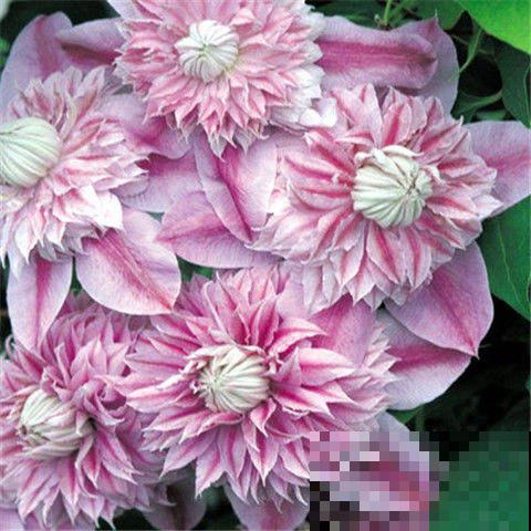 这花冬天很好养，把这几个要点做好，明年还你一面花墙！