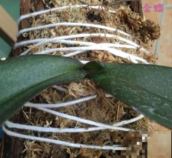 特神奇的花，绑在木头上也能活，一根枝能开20朵花！