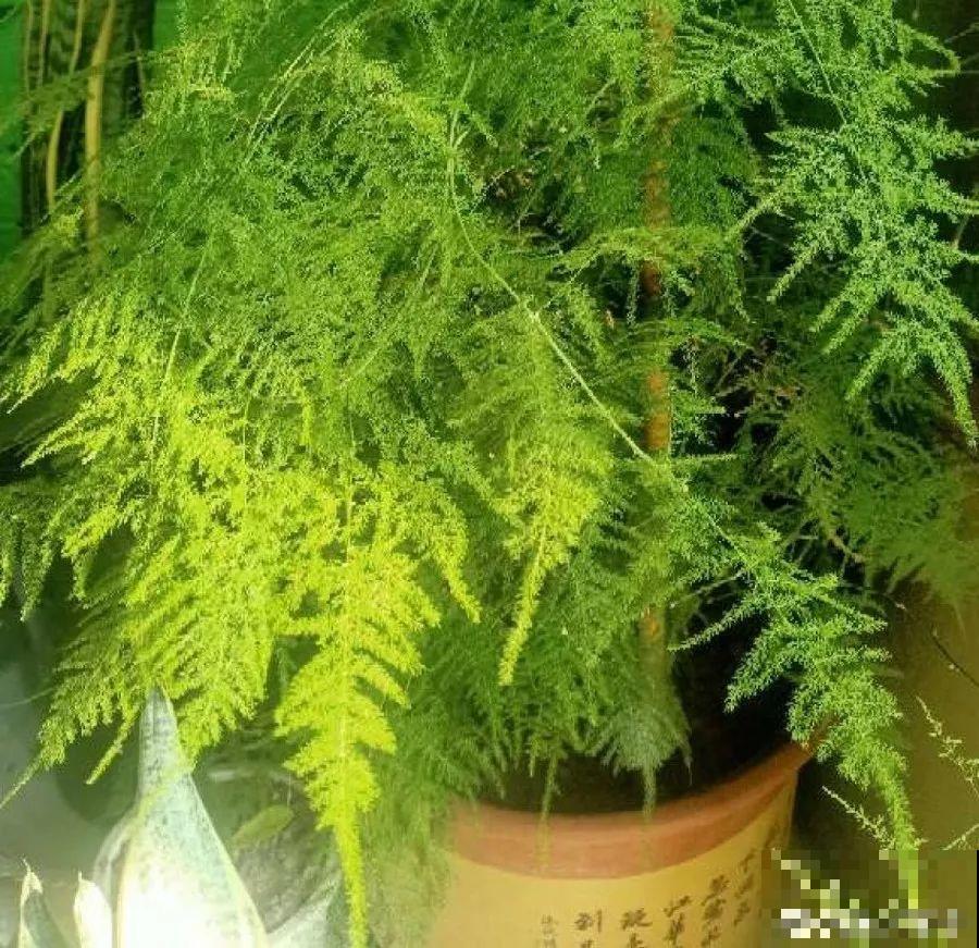 最适合冬天养的4种花，杀菌去异味，养一盆顶个空气净化器！