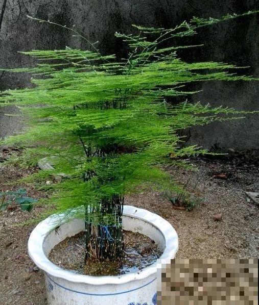 养这花别心软，遇到黄叶狠心剪，越剪长得越快！