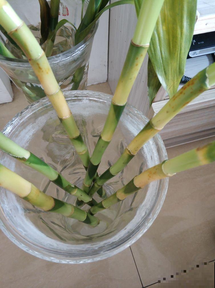 过年养盆富贵竹，水里加点料，叶子反而绿油油