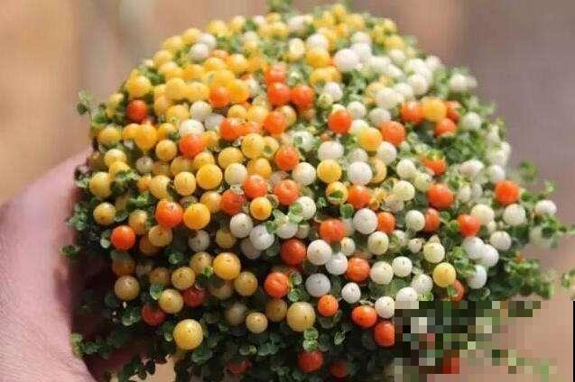 这花满盆果实像假花，买两盆摆家门口，楼道邻居个个眼馋！