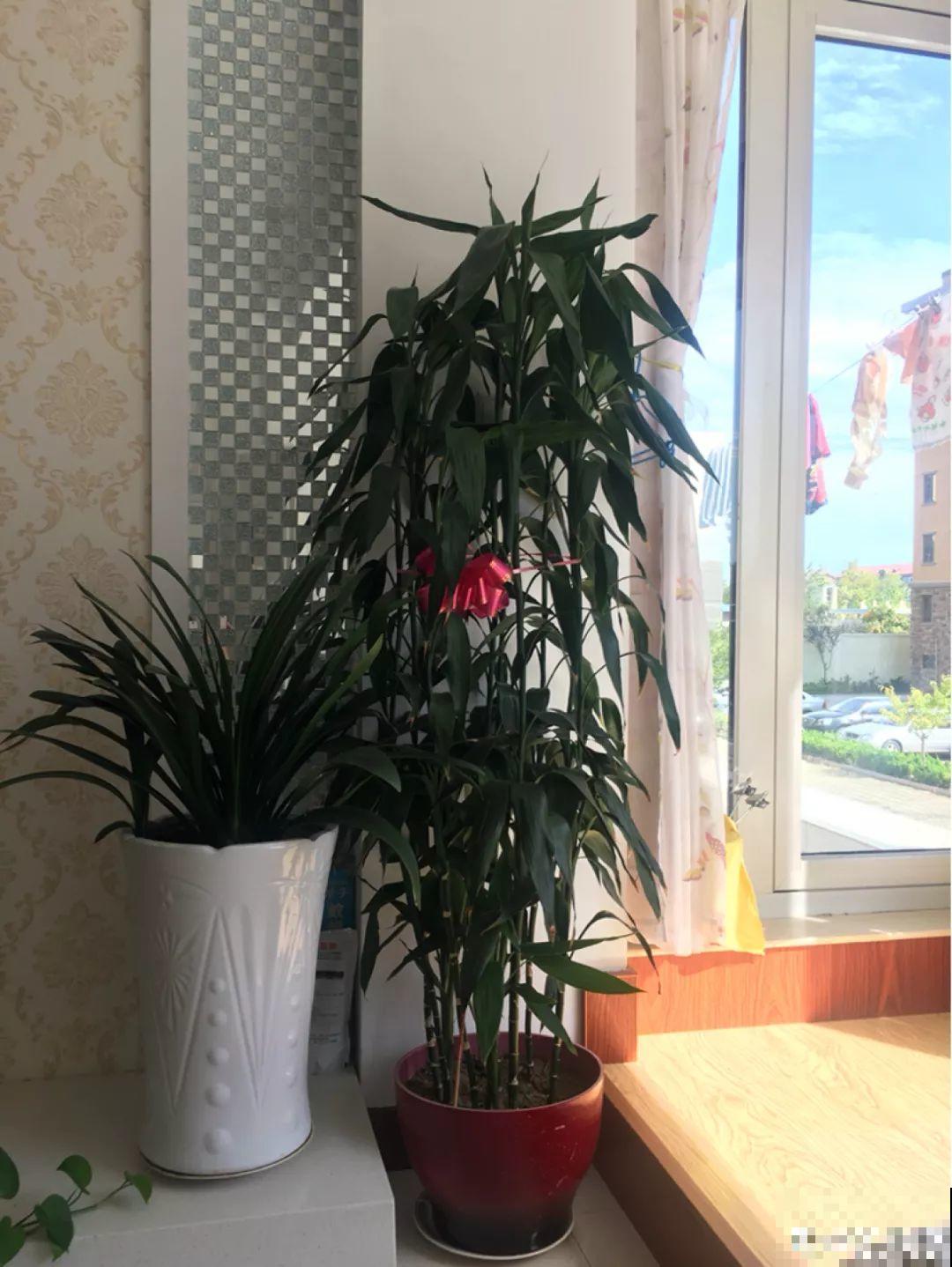 这10种花，天冷了要赶紧断水，冻伤了救都没法救！