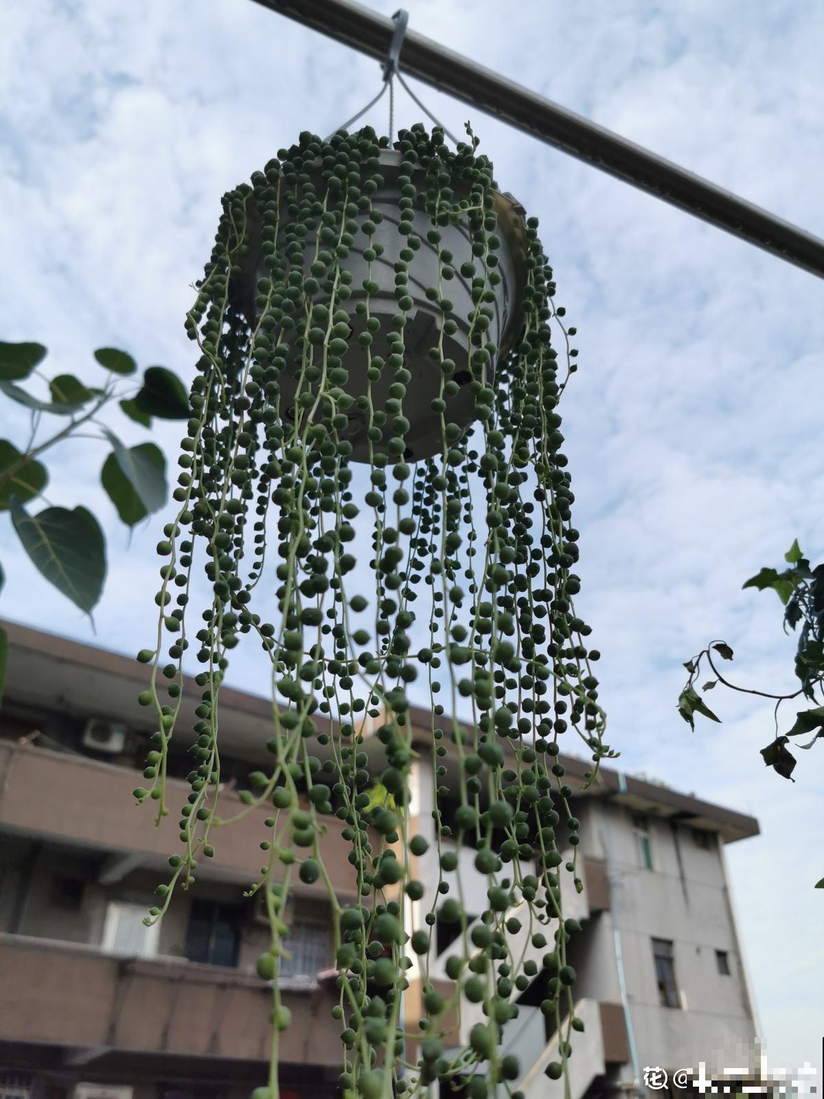 大神养的佛珠，串成一张绿帘子，比绿萝吊兰都好看！